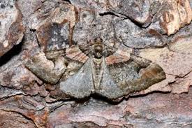 Attēlu rezultāti vaicājumam “Catarhoe rubidata”