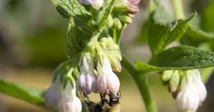 Attēlu rezultāti vaicājumam “Symphytum officinale bud”