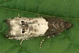 Attēlu rezultāti vaicājumam “Notocelia roborana”