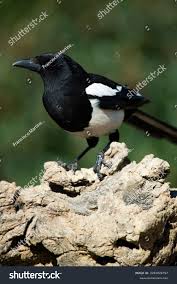 Attēlu rezultāti vaicājumam “Pica pica adult”