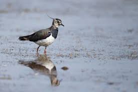 Attēlu rezultāti vaicājumam “Vanellus vanellus adult”