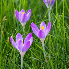 Attēlu rezultāti vaicājumam “Crocus tommasinianus”