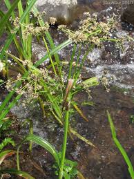 Attēlu rezultāti vaicājumam “Scirpus sylvaticus flower”