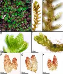 Attēlu rezultāti vaicājumam “Cephaloziella elachista macro”