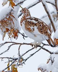 Image result for Lagopus lagopus