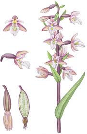 Attēlu rezultāti vaicājumam “Epipactis palustris bud”