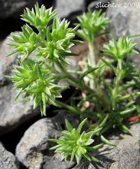 Attēlu rezultāti vaicājumam “Scleranthus annuus flower”