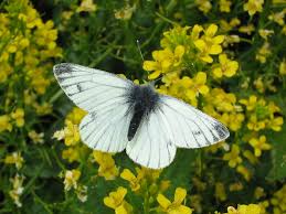 Attēlu rezultāti vaicājumam “Pieris napi underside”