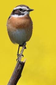 Attēlu rezultāti vaicājumam “Saxicola rubetra adult”