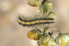 Attēlu rezultāti vaicājumam “Rhyparia purpurata”