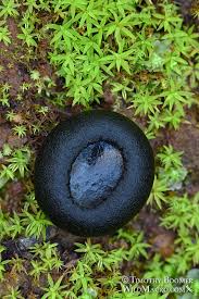 Attēlu rezultāti vaicājumam “Pseudoplectania nigrella”