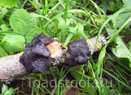 Attēlu rezultāti vaicājumam “Exidia truncata”