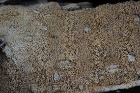 Attēlu rezultāti vaicājumam “Schizopora paradoxa”