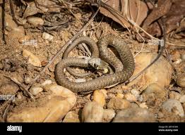 Attēlu rezultāti vaicājumam “Natrix natrix”