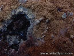 Attēlu rezultāti vaicājumam “Phlebia centrifuga”