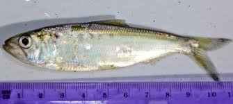 Image result for Alosa sapidissima