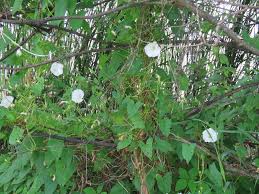 Attēlu rezultāti vaicājumam “Calystegia inflata flower”