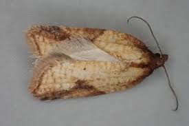 Attēlu rezultāti vaicājumam “Acleris aspersana”