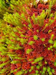 Attēlu rezultāti vaicājumam “Sphagnum warnstorfii”