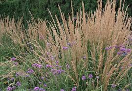 Attēlu rezultāti vaicājumam “Calamagrostis canescens”