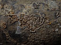 Attēlu rezultāti vaicājumam “Perichaena corticalis sessile”