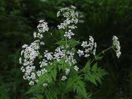 Attēlu rezultāti vaicājumam “Anthriscus”