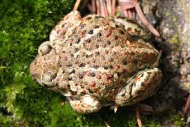 Attēlu rezultāti vaicājumam “Pelobates fuscus”