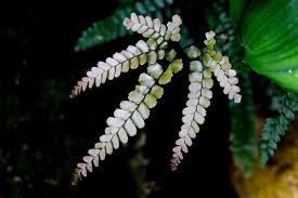 Attēlu rezultāti vaicājumam “Crepis paludosa leaf”