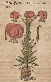 Attēlu rezultāti vaicājumam “Lilium lancifolium”