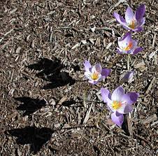 Attēlu rezultāti vaicājumam “Crocus speciosus”