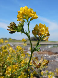 Attēlu rezultāti vaicājumam “Medicago x varia  flower”