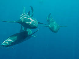 Image result for Surrey Aquanauts B S A C 0689