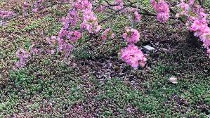 Attēlu rezultāti vaicājumam “Sedum pallidum flower”