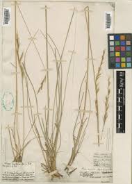 Attēlu rezultāti vaicājumam “Helictotrichon pratense”