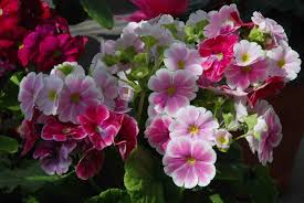 Image result for Primula obconica