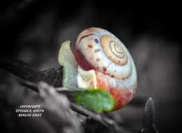 Attēlu rezultāti vaicājumam “Fruticola fruticum”