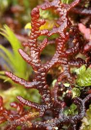 Attēlu rezultāti vaicājumam “Frullania tamarisci”