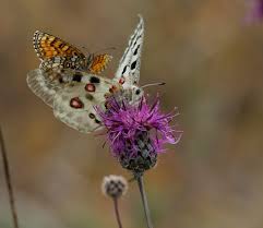 Attēlu rezultāti vaicājumam “Mellicta athalia underside”