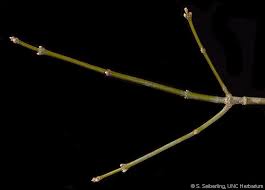 Attēlu rezultāti vaicājumam “Acer negundo bud”