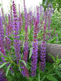 Image result for Salvia nemorosa