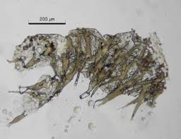 Attēlu rezultāti vaicājumam “Badhamiopsis macrospora”