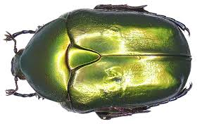 Attēlu rezultāti vaicājumam “Potosia cuprea imago”