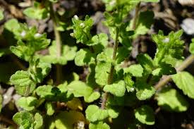 Attēlu rezultāti vaicājumam “Veronica arvensis leaf”