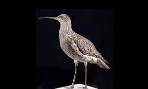 Image result for Numenius tenuirostris