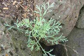 Attēlu rezultāti vaicājumam “Eschscholzia californica leaf”