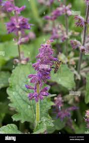 Attēlu rezultāti vaicājumam “Salvia verticillata leaf”