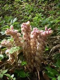 Attēlu rezultāti vaicājumam “Lathraea squamaria bud”