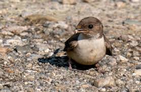 Image result for Ptyonoprogne rupestris