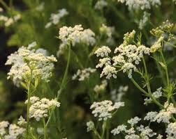 Attēlu rezultāti vaicājumam “Carum carvi flower”