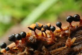 Attēlu rezultāti vaicājumam “Metatrichia floriformis”
